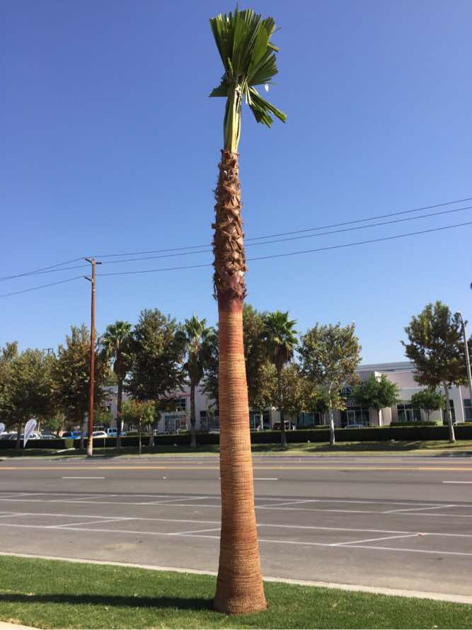 The first palm tree
