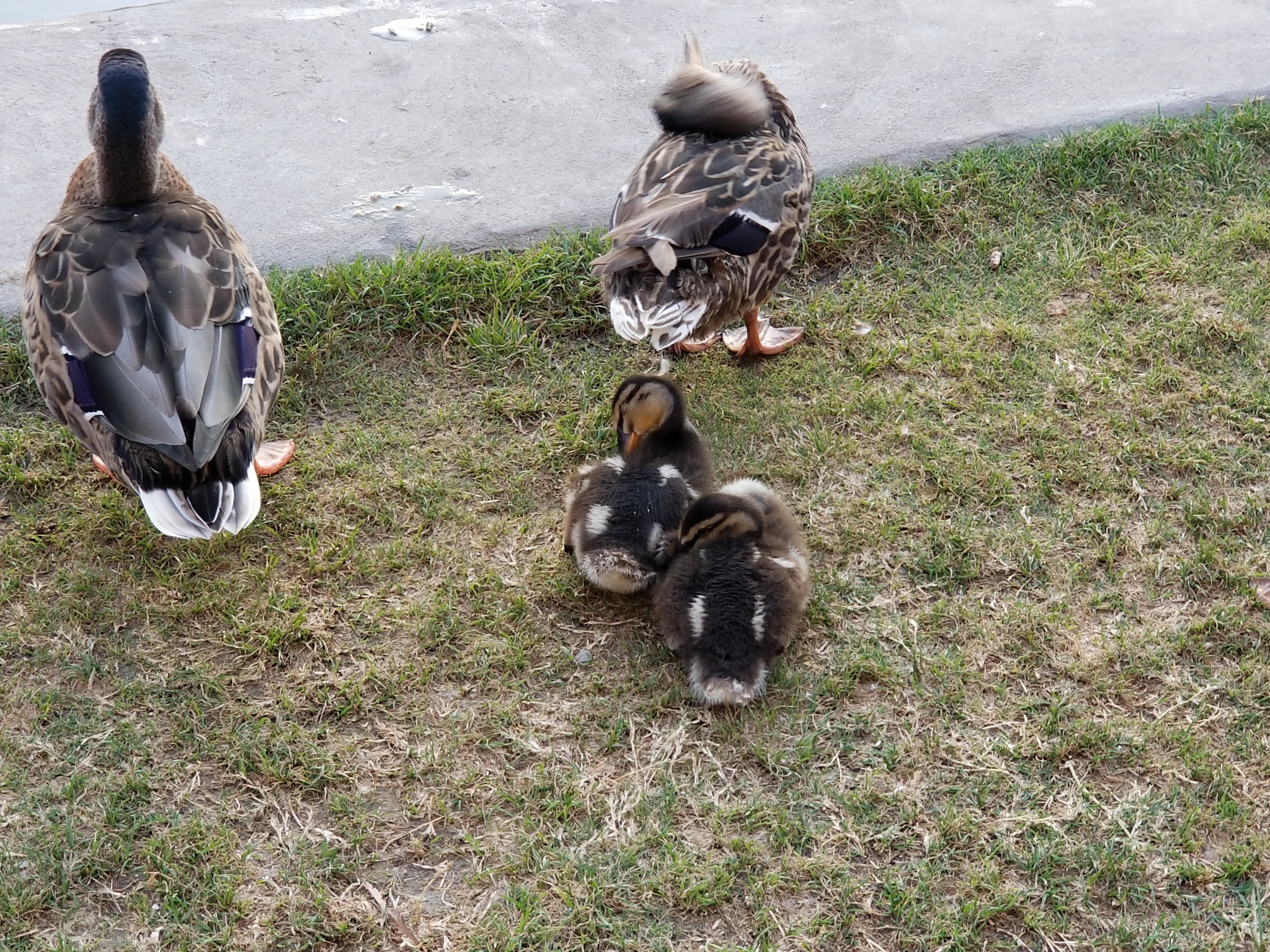 Ducklings at the Esri UC Party