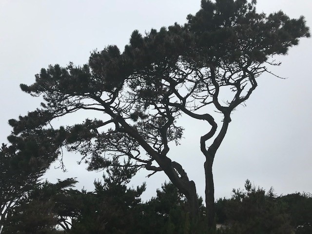 Site of the SCGIS conference - Pacific Grove, California. 