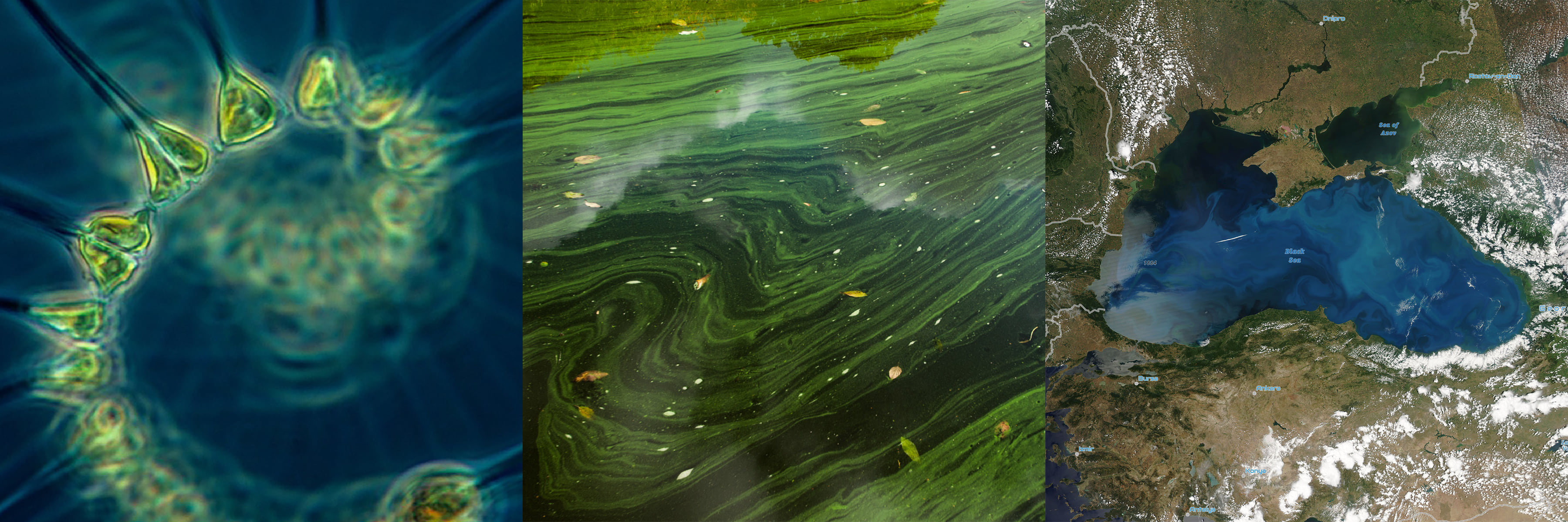 Phytoplankton, Algae and MODIS!