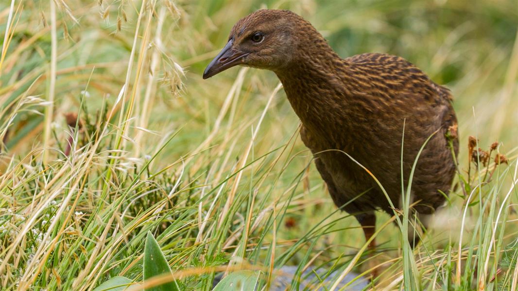 Weka bird