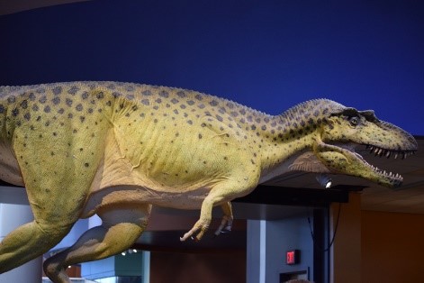 Natural History Museum Dinosaur
