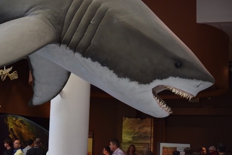 Natural History Museum Shark