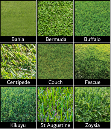 lawn varieties