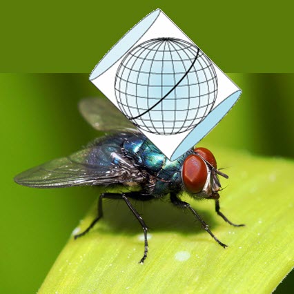 Image of a fly, with a globe on it.