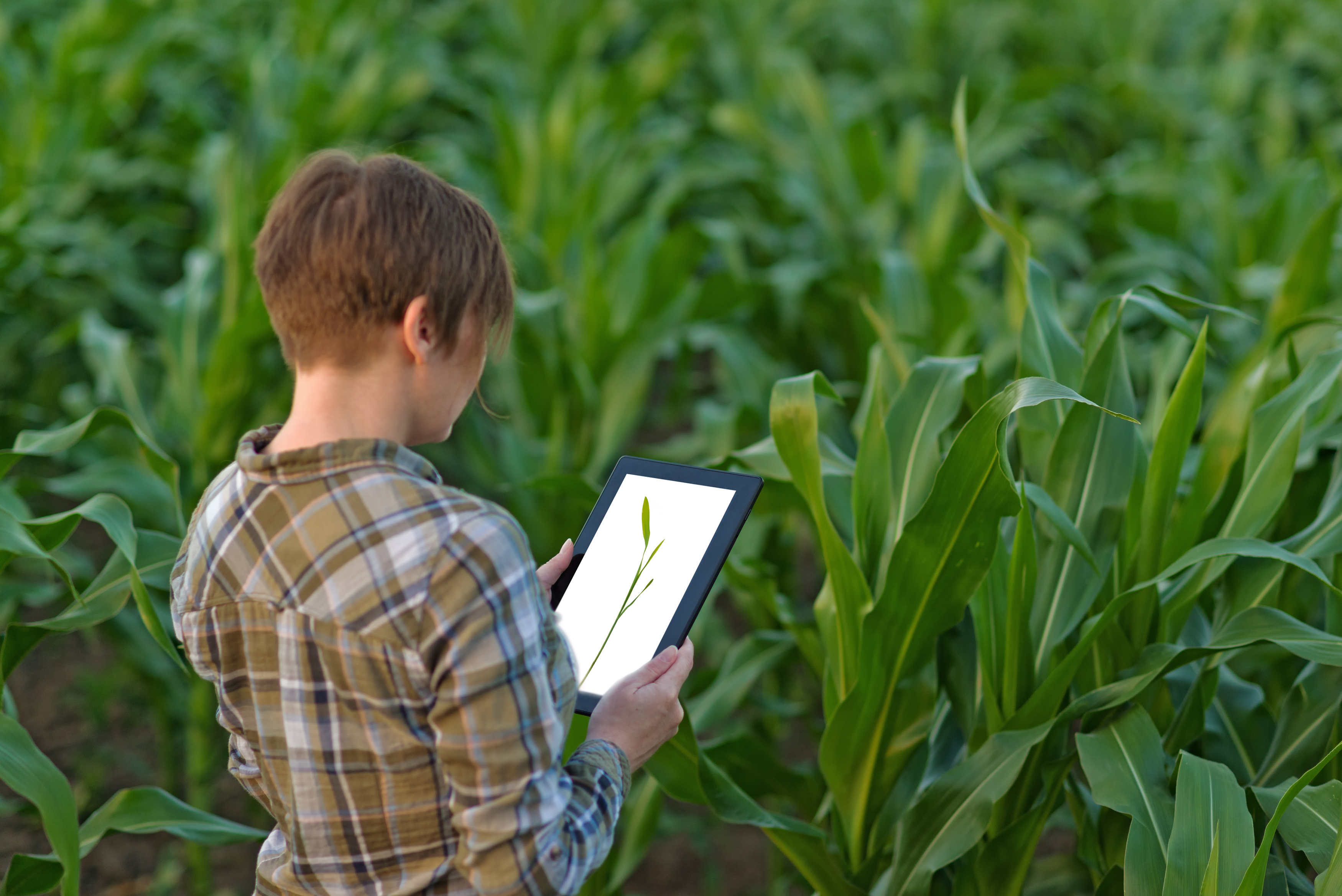 Person with a device studying plants in a field