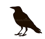 crow.png