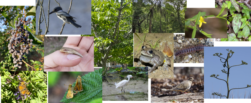 Observations Observations