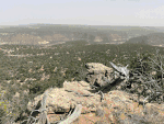 ypn_blog_animatedgif.gif