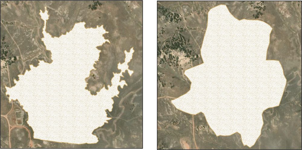 Mapping prairie dog colonies annually can provide insight into how a given colony may be trending. The elaborate extensions or “fingers” seen on the left, often indicate a colony that is expanding. However, as the prairie dogs bridge gaps between fingers over time, areas fill in and the perimeter becomes shorter, a sign that the colony’s expansion is slowing.