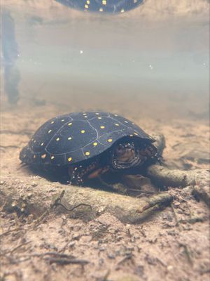 A spotted turtle (Clemmy guttata, G5/S2, State Threatened in SC) wades in a shallow pool of a bottomland hardwood swamp forest in the Sandhills Region of South Carolina.