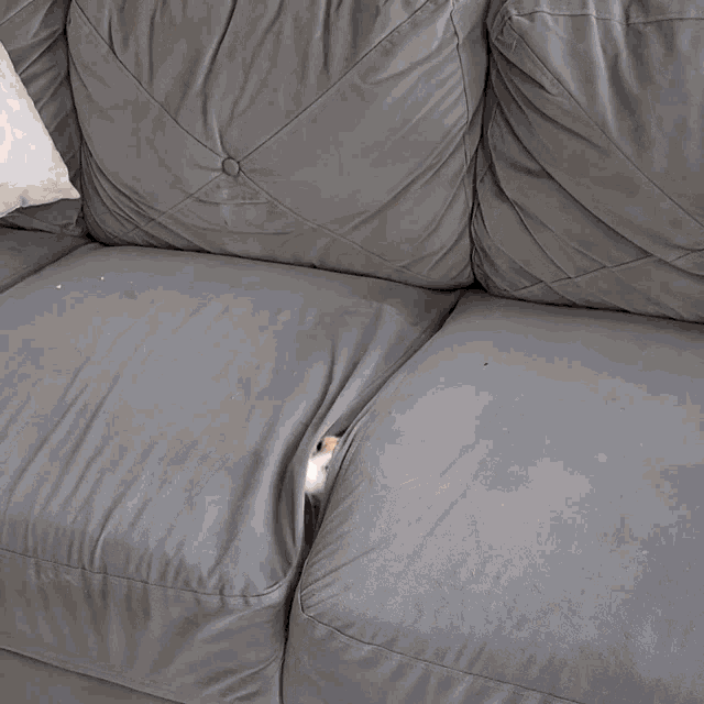 cat-climbs-out-of-couch-im-ready.gif cat-climbs-out-of-couch-im-ready.gif