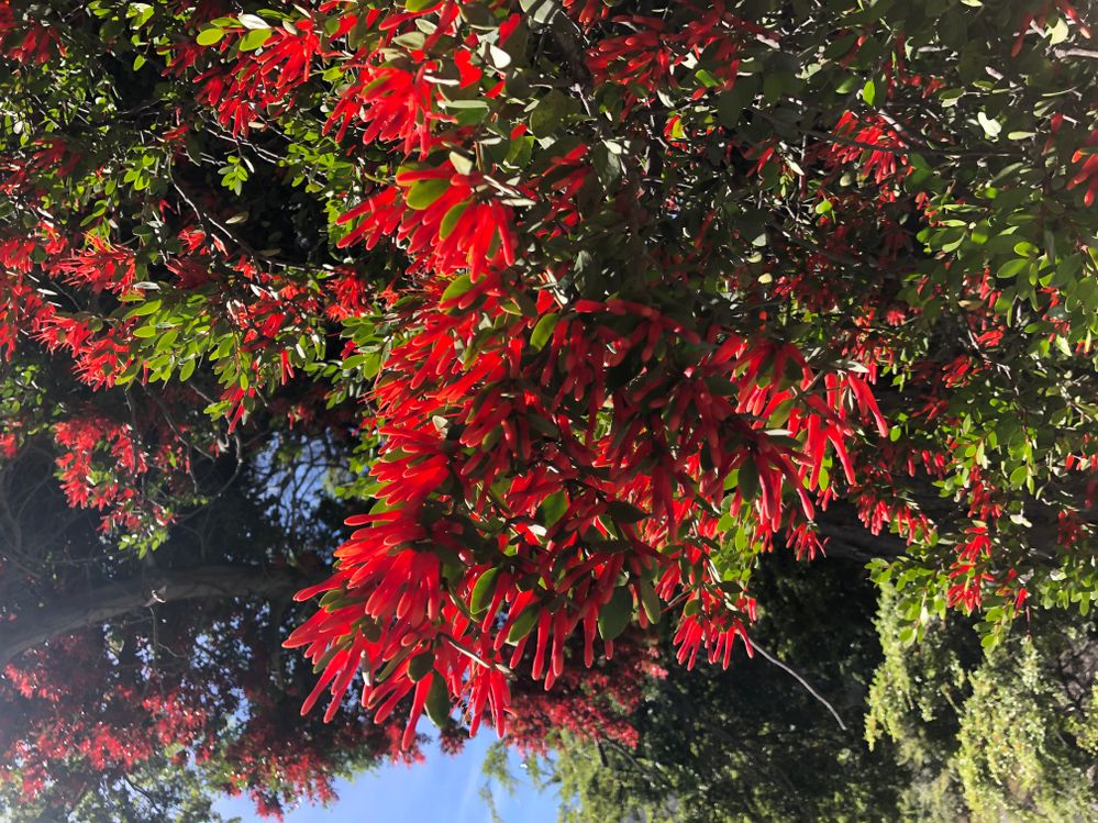 New Zealand Mistletoe