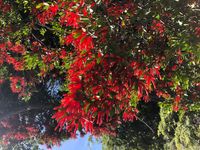 New Zealand Mistletoe