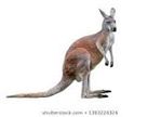Kangaroo2.jpg