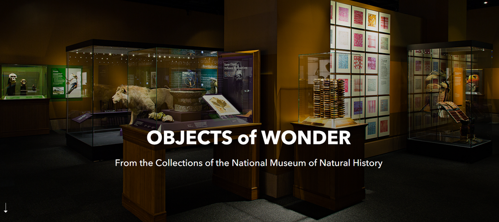 Do-It-Yourself Exhibits  Smithsonian National Museum of Natural History