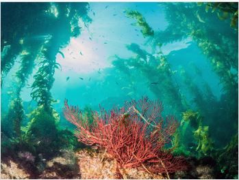 chartcoral.JPG chartcoral.JPG