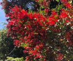 New Zealand Mistletoe