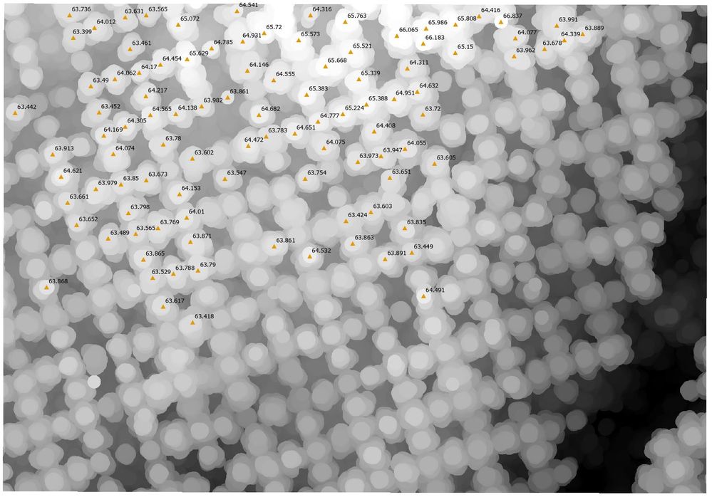 tree_tops.jpg tree_tops.jpg