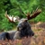 MappingMoose