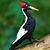 Woodpeckerus